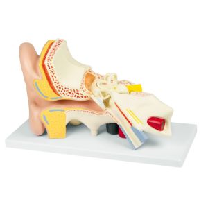 Oor, 3 keer levensgroot, 4 delen - EZ Augmented Anatomy
