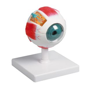 Oogmodel, 4 keer levensgroot, 6 delen - EZ Augmented Anatomy