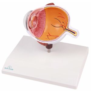Ooghelft, vergroot - EZ Augmented Anatomy