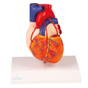 Hart met bypass