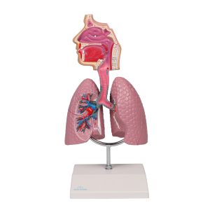 Menselijk ademhalingssysteem - EZ Augmented Anatomy