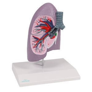 Longhelft, levensgroot - EZ Augmented Anatomy