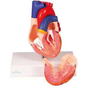 Hartmodel, levensgroot, 2 delen - EZ Augmented Anatomy