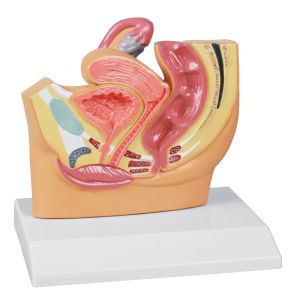 Vrouwelijk bekkengedeelte, verkleind - EZ Augmented Anatomy