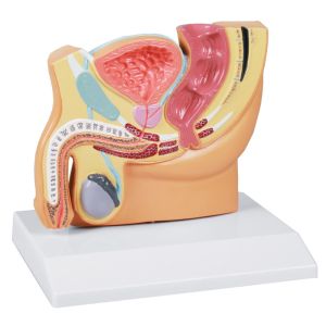 Mannelijke bekkensectie, verkleind - EZ Augmented Anatomy