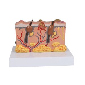 Pathologisch huidmodel