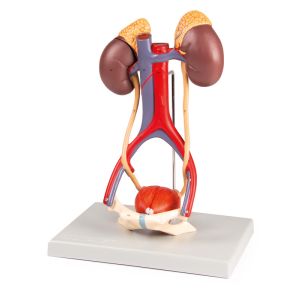 Urinesysteem, 5 delen
