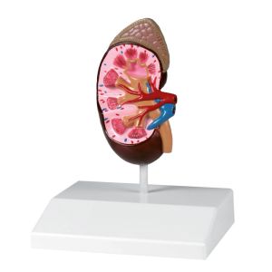Niermodel, levensgroot - EZ Augmented Anatomy