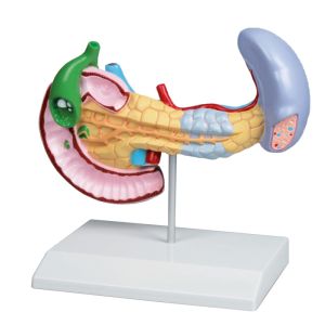 Ziekten van pancreas, milt, galblaas