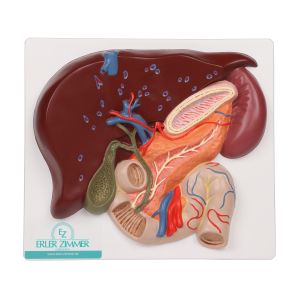 Lever met galblaas, pancreas en twaalfvingerige darm