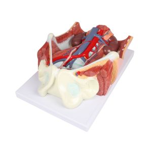 Urinesysteem, dubbel geslacht, 6-delig
