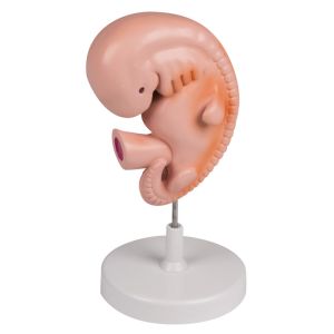 Menselijk embryo, 4 weken