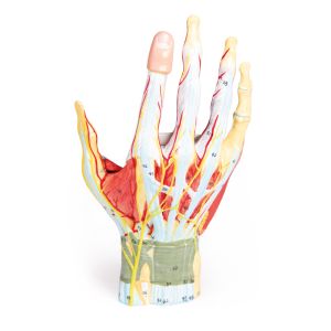 Regionale anatomie van de hand, 7 delen