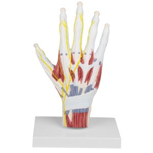 Handanatomie structuurmodel