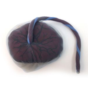 Model van placenta en navelstreng