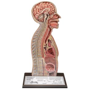 Nasogastrische intubatiemodel