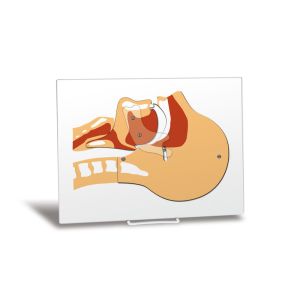Luchtwegsimulatiebord