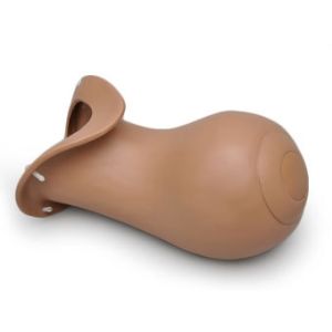 Postnatale baarmoeder voor R 10183 (V2)