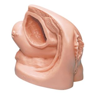 Katheterisatiemodel voor vrouwen (V2)