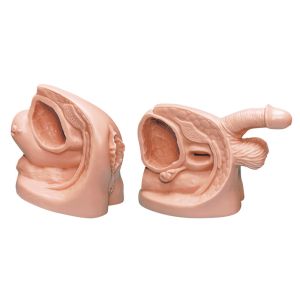 Katheterisatiemodellenset voor mannen en vrouwen