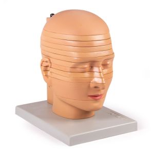 Schijfkopmodel