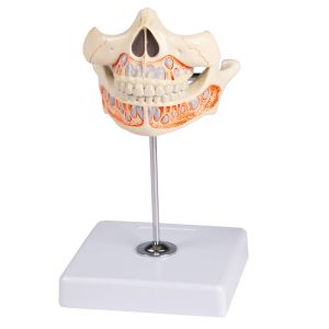 Melktanden model