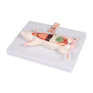 Dissectiemodel van ratten