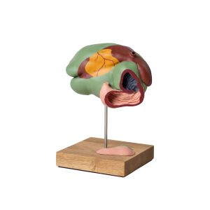 Model koeienmaag, 3-delig, 1/3 ware grootte