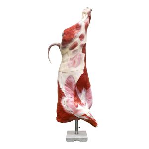 Model half rundkarkas (stier), ware grootte