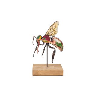 Model werkbij (Apis mellifera), 25x vergroot, 3-delig