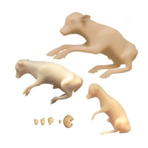 Runderfoetus ontwikkelingsset, 8 modellen