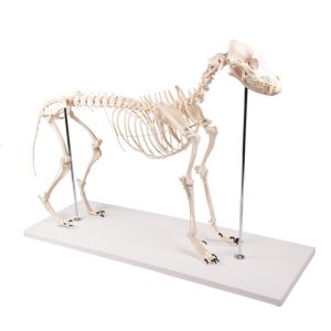 Hondenskelet 'Olaf', levensgroot