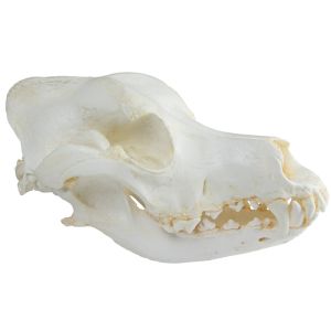 Schedel, huishond, Duitse herder (Canis familis)
