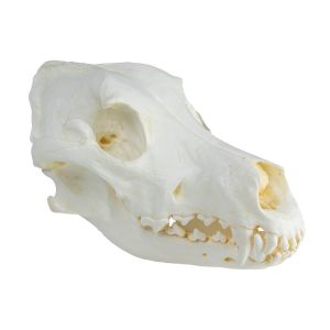 Schedel, gedomesticeerde hond, Duitse dog (Canis familisis)