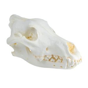 Schedel, Wolf (Canis lupus), Wolf uit Alaska
