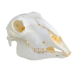 Schedel, gedomesticeerde schapen, vrouwtje (Ovis aries)
