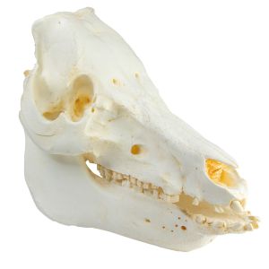 Schedel als huisdier gehouden varken (Sus scrofa domesticus)