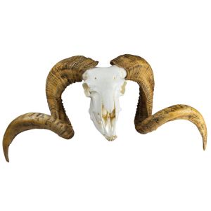 Schedel en hoorn Merino schaap ram (Ovis aries)