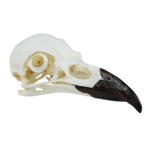 Schedel, Raaf (Corvus corax)