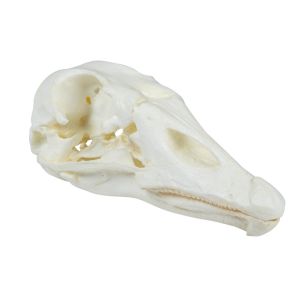 Schedel, tamme gans (Anser spec.)