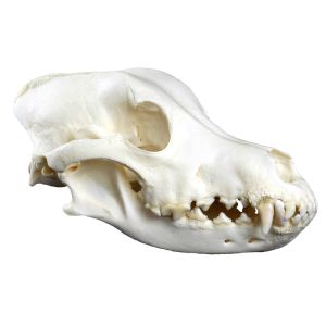 Hondenschedel, groot formaat (Canis familis, replica)
