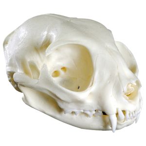 Kattenschedel (Felis catus, replica)