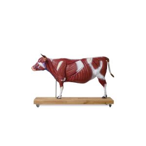 Rundermodel, 15 stuks, 1/3 natuurlijke maat