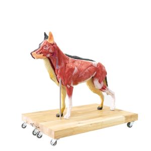 Hondenmodel (Duitse herder), 11 delen, 2/3 levensgroot