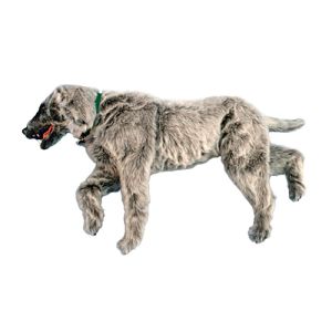 Emily K 9 positioneringspop