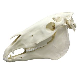 Paardenschedel