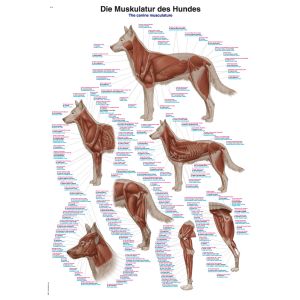 Grafiek 'Het spierstelsel van de hond', 70 x 100 cm