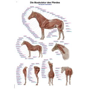 Grafiek 'Het spierstelsel van het paard', 70 x 100 cm
