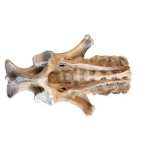 Paard (veulen), bekkendissectie, banden