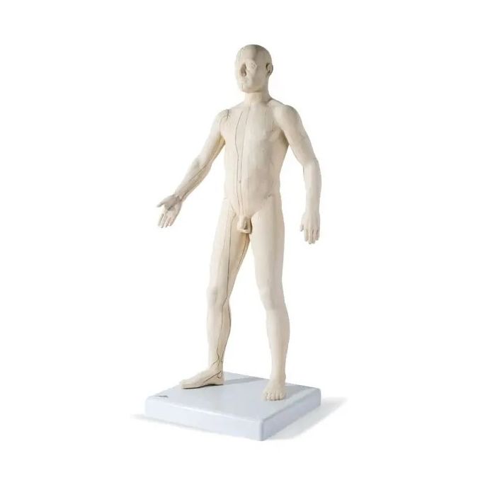 Seirin acupunctuurmodel
